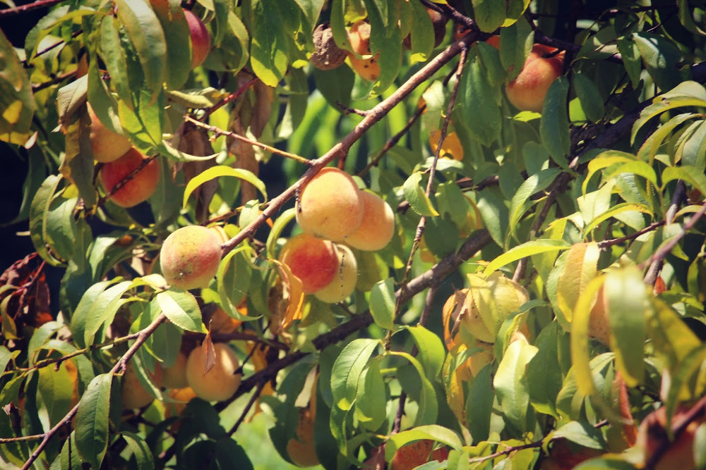 A Late July&nbsp;Missive