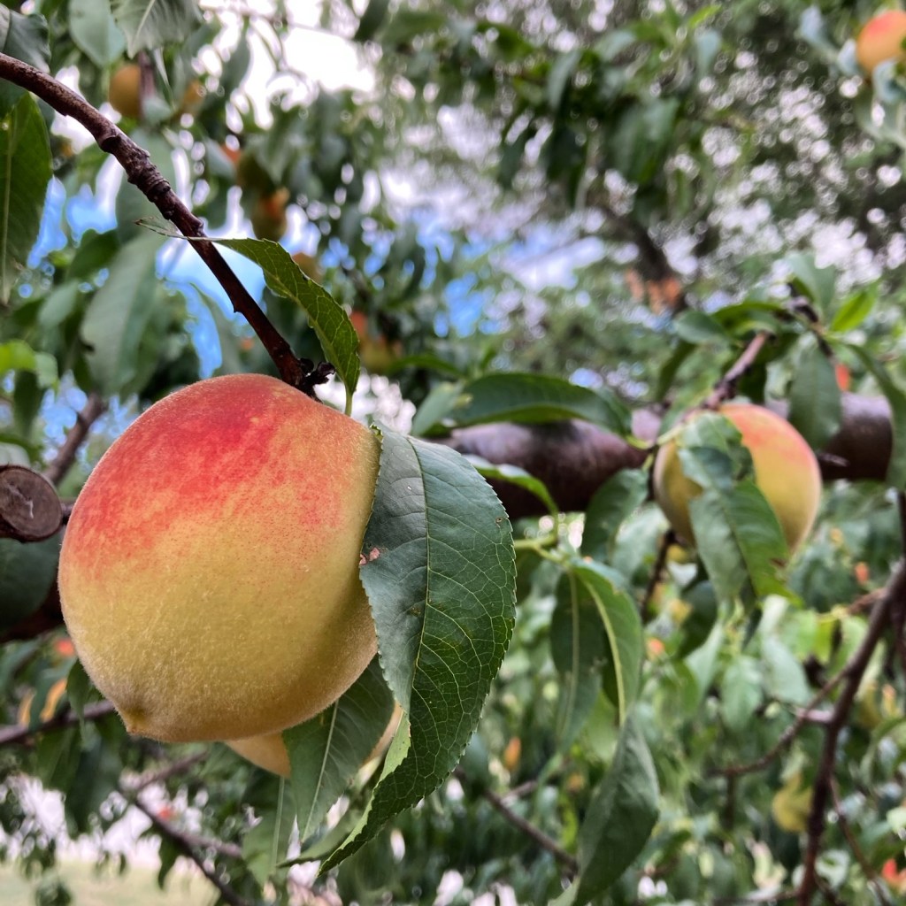 The Peak of&nbsp;Summer