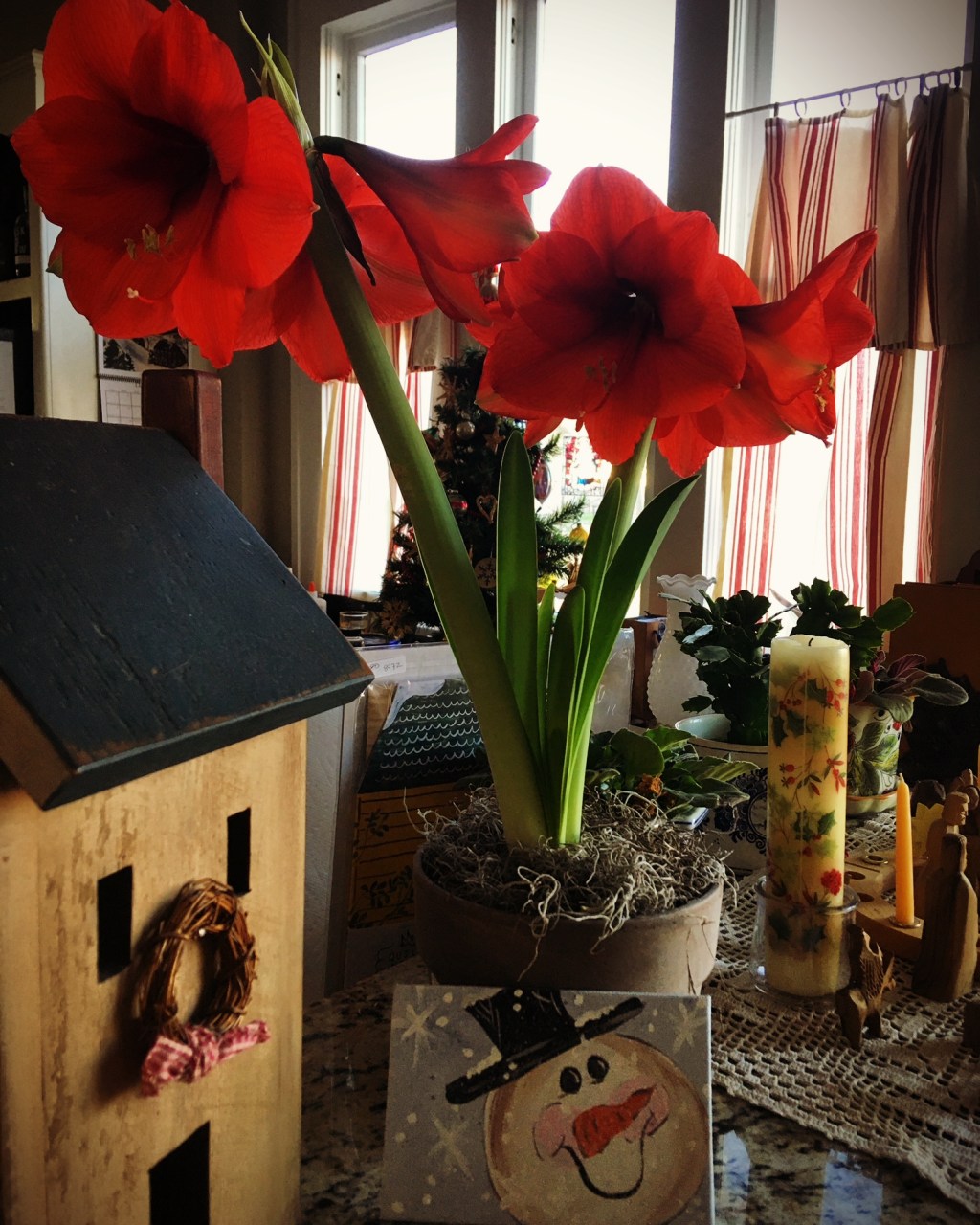 Tasha Tuesday: Planting Bulbs for Winter&nbsp;Pleasure