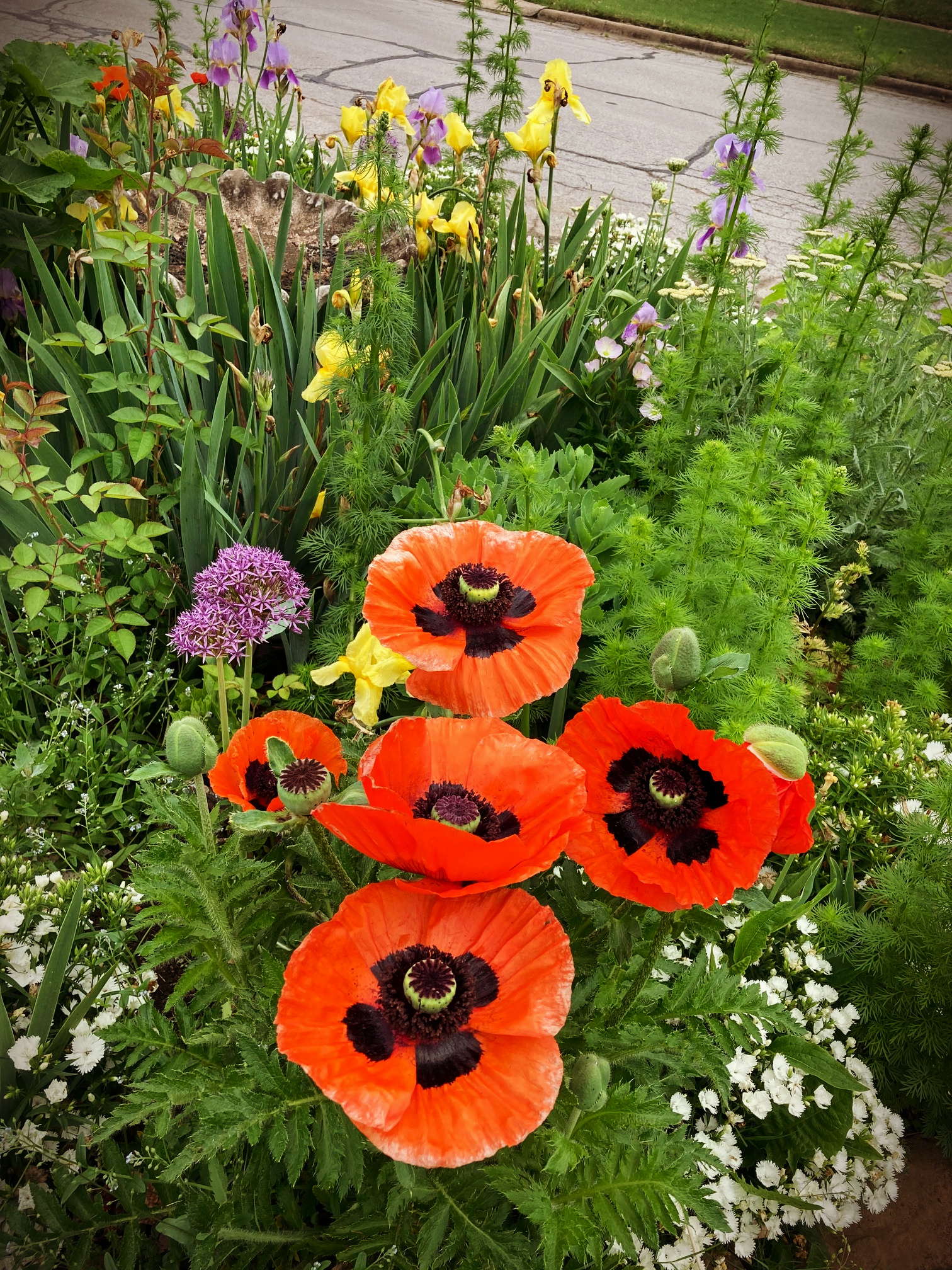 tasha Tuesday: A Passion For Poppies – Sleightholm Folk Art
